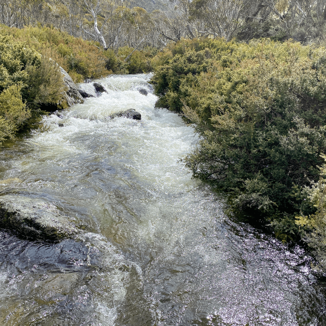 Australian water flowing in the bushland